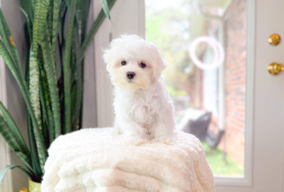 Maltese Puppy for Adoption