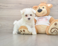7 week old Maltese Puppy For Sale - Simply Southern Pups
