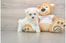 Best Maltese Baby