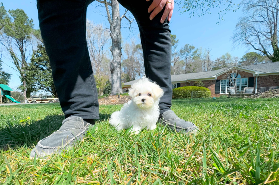 10 week old Maltese Puppy For Sale - Simply Southern Pups