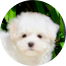 Maltese Puppies For Sale - Simply Southern Pups