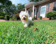 13 week old Maltese Puppy For Sale - Simply Southern Pups