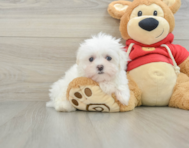 8 week old Maltese Puppy For Sale - Simply Southern Pups