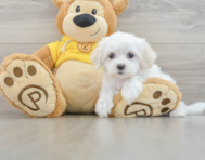 7 week old Maltese Puppy For Sale - Simply Southern Pups