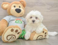 8 week old Maltese Puppy For Sale - Simply Southern Pups