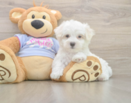 7 week old Maltese Puppy For Sale - Simply Southern Pups