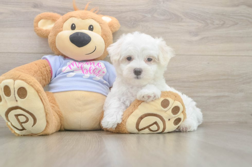 7 week old Maltese Puppy For Sale - Simply Southern Pups