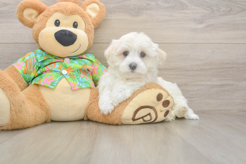 Adorable Maltese Purebred Puppy