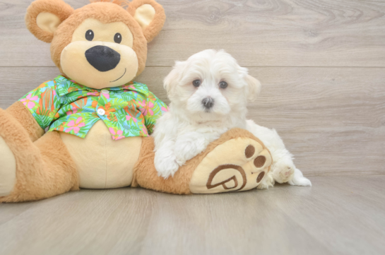 Adorable Maltese Purebred Puppy