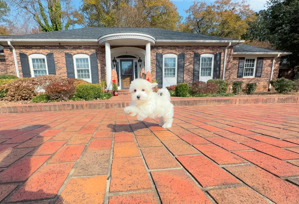 Cute Maltese Purebred Pup