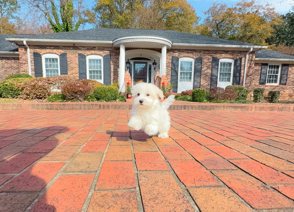 Cute Maltese Purebred Puppy