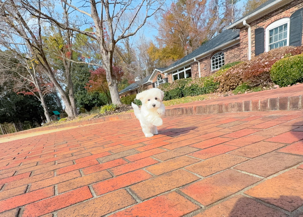 Maltese Puppy for Adoption