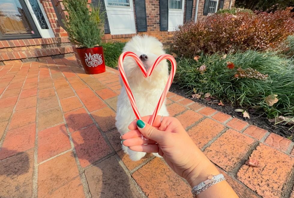 Maltese Pup Being Cute