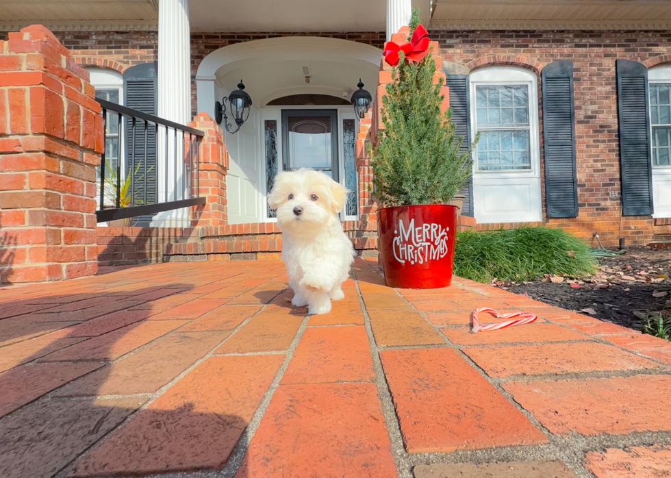 Maltese Pup Being Cute