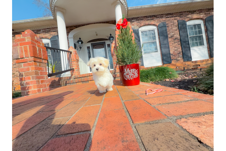 Maltese Puppy for Adoption