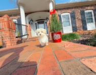 9 week old Maltese Puppy For Sale - Simply Southern Pups