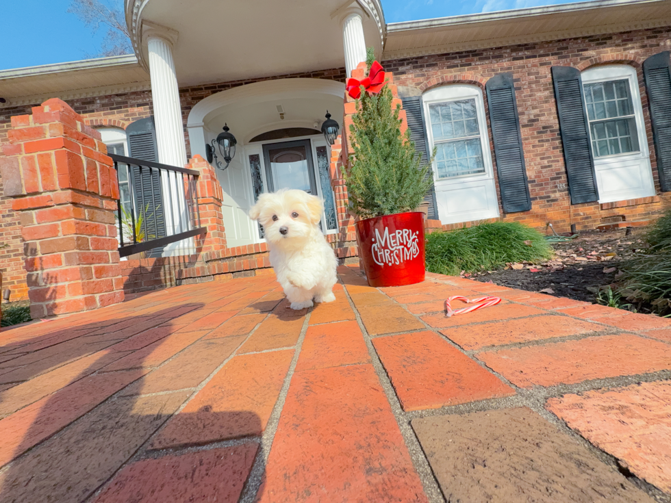 Maltese Puppy for Adoption