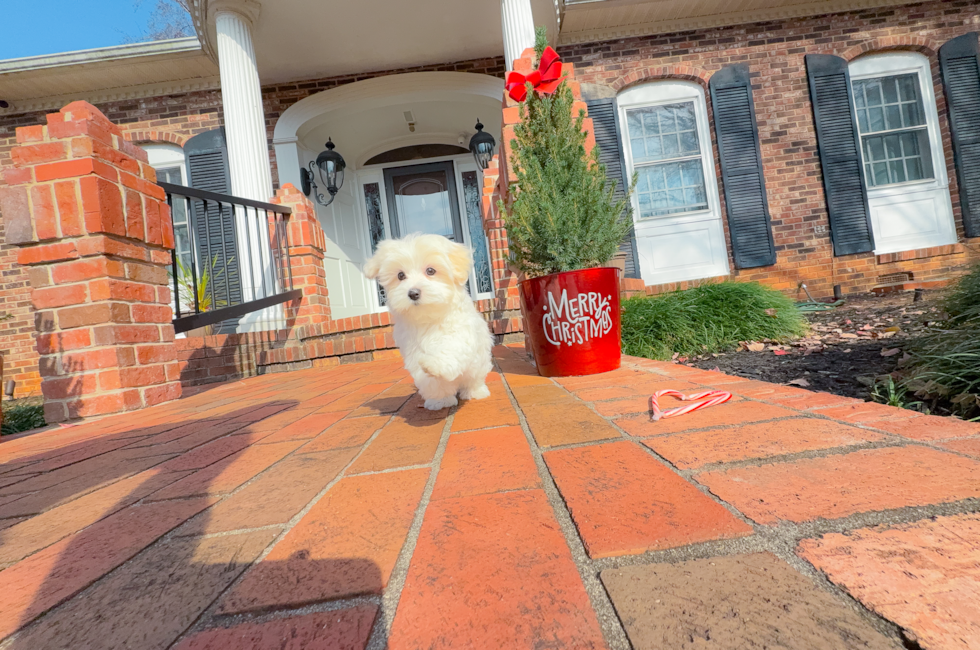 10 week old Maltese Puppy For Sale - Simply Southern Pups