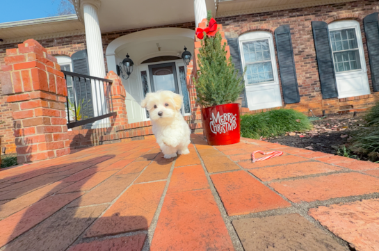 Maltese Puppy for Adoption