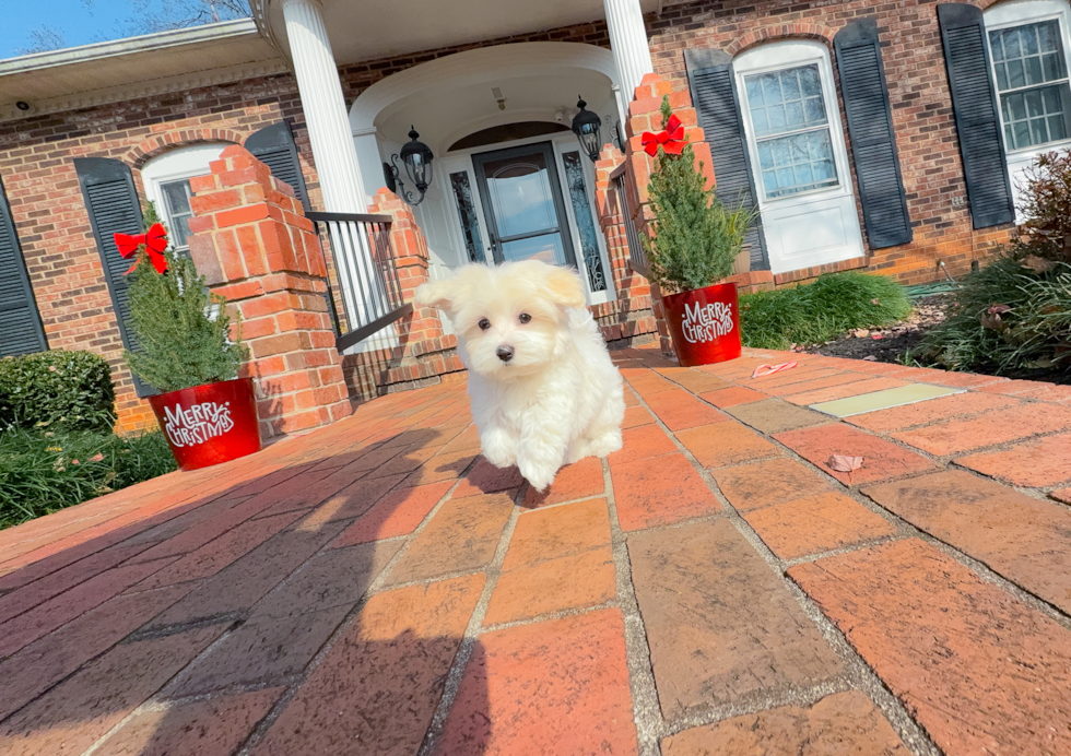 Cute Maltese Purebred Puppy