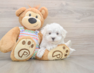 7 week old Maltese Puppy For Sale - Simply Southern Pups