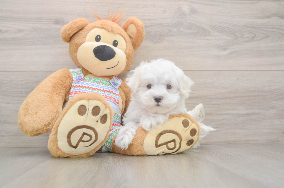 7 week old Maltese Puppy For Sale - Simply Southern Pups