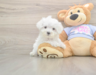 8 week old Maltese Puppy For Sale - Simply Southern Pups