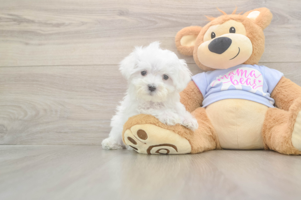 Meet Lancelot - our Maltese Puppy Photo  1/3 - Simply Southern Pups Maltese Pup Being Cute