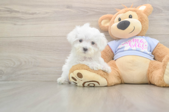 8 week old Maltese Puppy For Sale - Simply Southern Pups Maltese Pup Being Cute