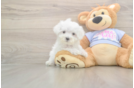 Meet Lancelot - our Maltese Puppy Photo  1/3 - Simply Southern Pups Maltese Pup Being Cute