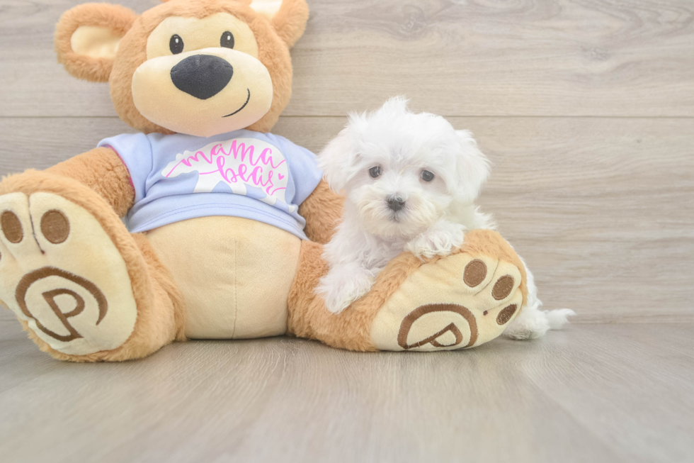 Meet Lancelot - our Maltese Puppy Photo  2/3 - Simply Southern Pups Maltese Puppy for Adoption