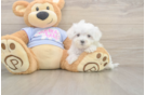 Meet Lancelot - our Maltese Puppy Photo  2/3 - Simply Southern Pups Maltese Puppy for Adoption