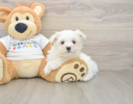 8 week old Maltese Puppy For Sale - Simply Southern Pups