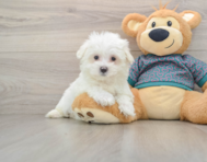 8 week old Maltese Puppy For Sale - Simply Southern Pups