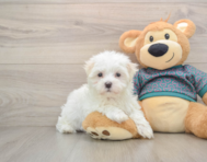 7 week old Maltese Puppy For Sale - Simply Southern Pups