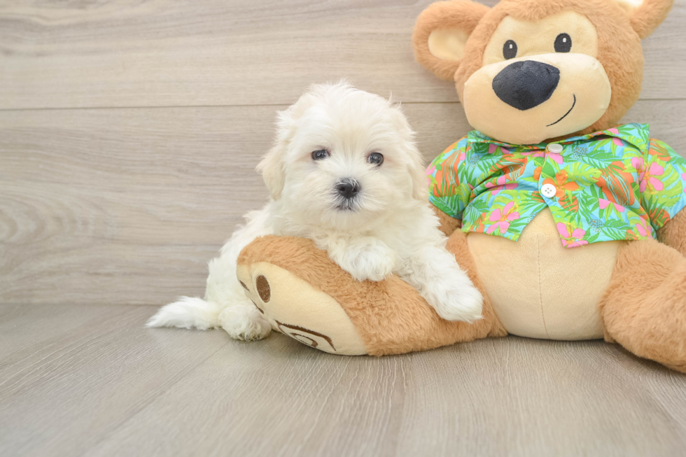 Energetic Maltese Purebred Puppy