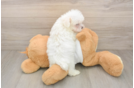 Maltese Pup Being Cute