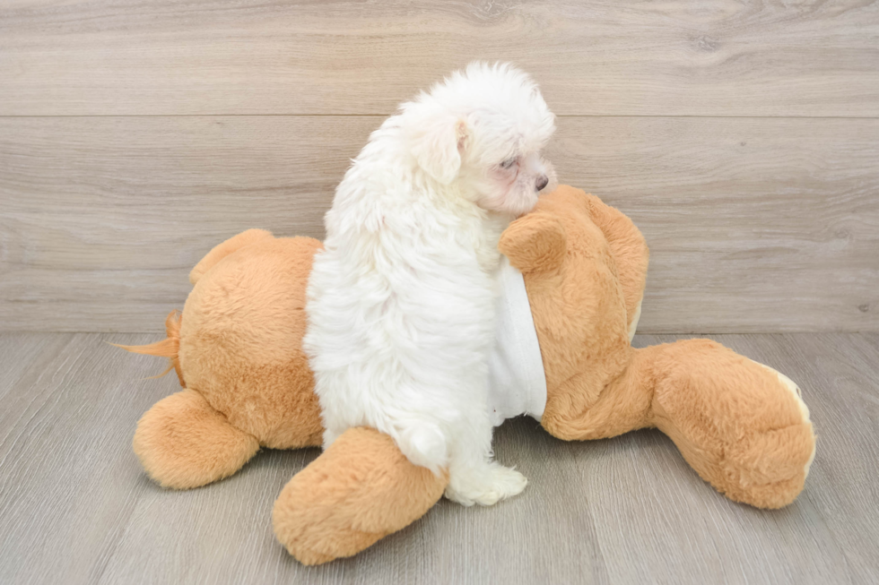 Maltese Pup Being Cute