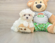 7 week old Maltese Puppy For Sale - Simply Southern Pups
