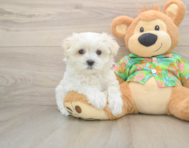 8 week old Maltese Puppy For Sale - Simply Southern Pups