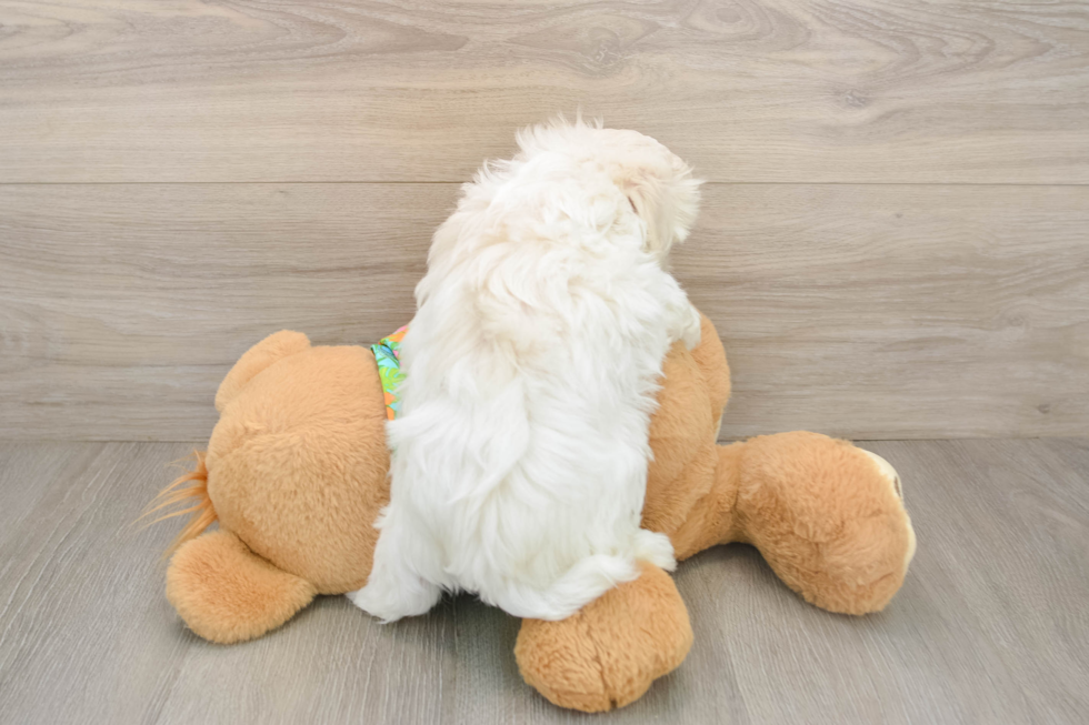 Cute Maltese Purebred Puppy