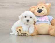 8 week old Maltese Puppy For Sale - Simply Southern Pups