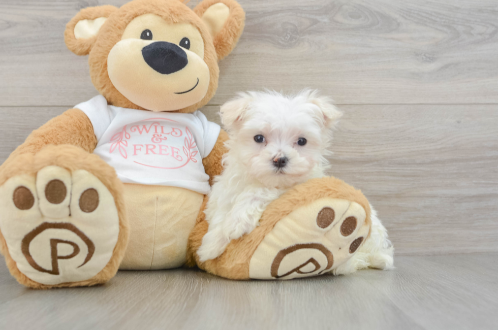 8 week old Maltese Puppy For Sale - Simply Southern Pups