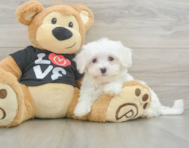 8 week old Maltese Puppy For Sale - Simply Southern Pups
