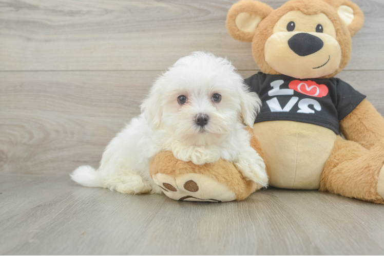 Best Maltese Baby