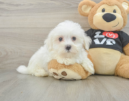 8 week old Maltese Puppy For Sale - Simply Southern Pups