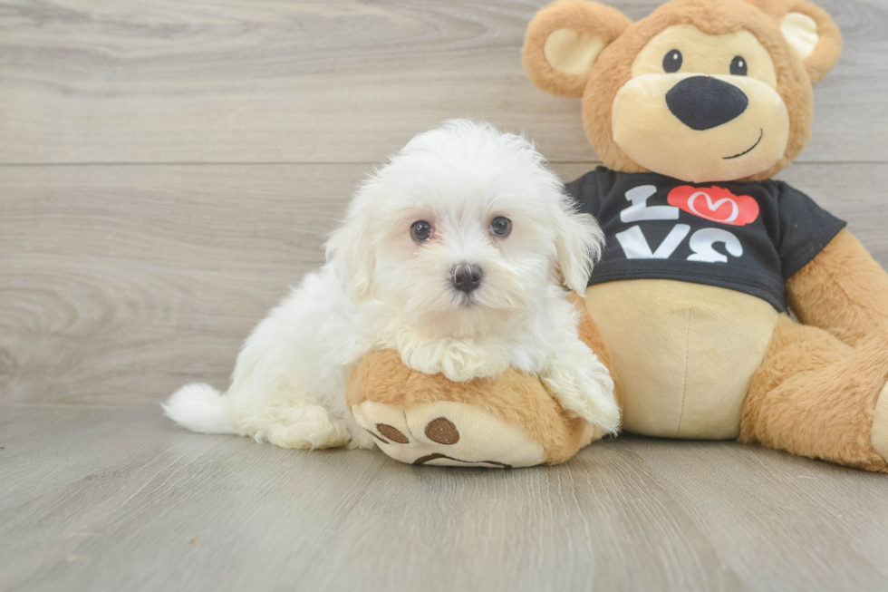 Best Maltese Baby