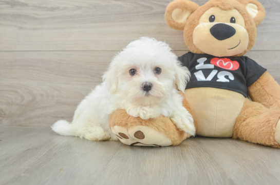Best Maltese Baby