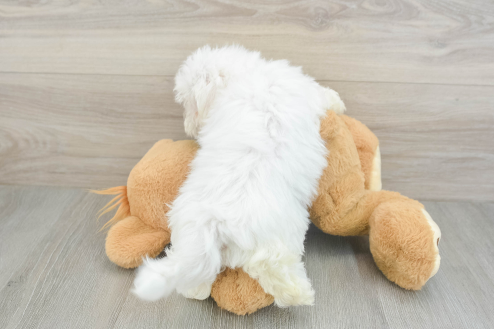 Hypoallergenic Maltese Purebred Pup