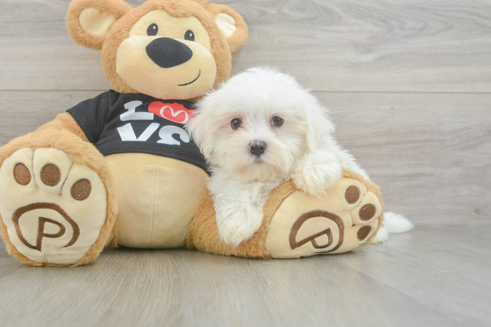 Maltese Puppy for Adoption